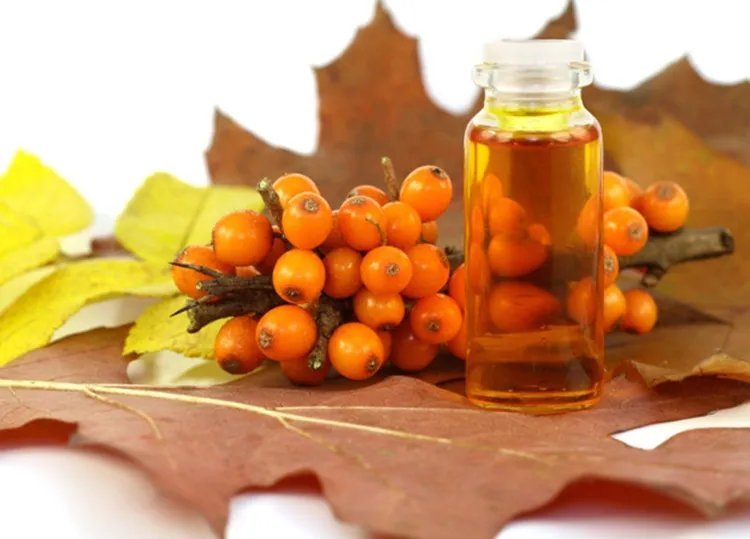 沙棘油的功效与作用