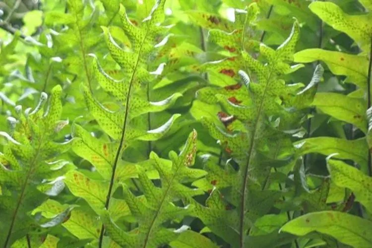 骨碎补的功效与作用图片