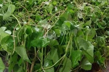 野马蹄草的功效与作用