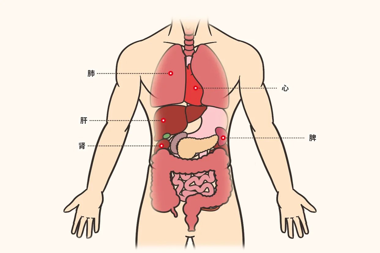 人体五脏图