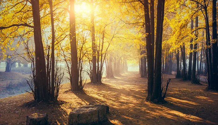 银杏属于什么种类水果 银杏属于哪种水果