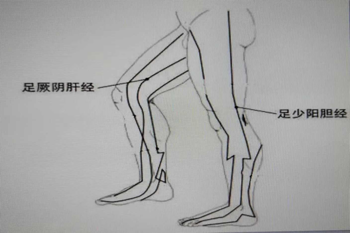 腿上肝胆经在什么位置示意图