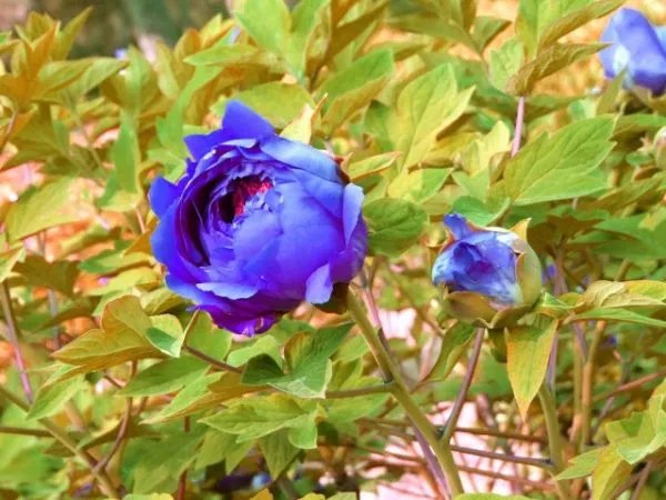 有没有蓝色牡丹?