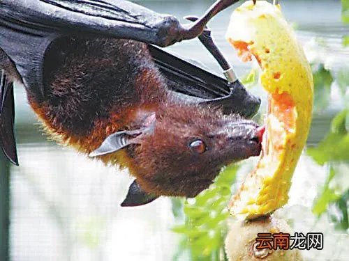 猪脸大蝙蝠存在吗,猪脸蝙蝠图片大全