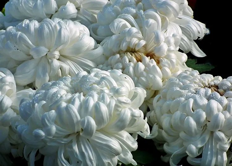 白菊花的功效与作用