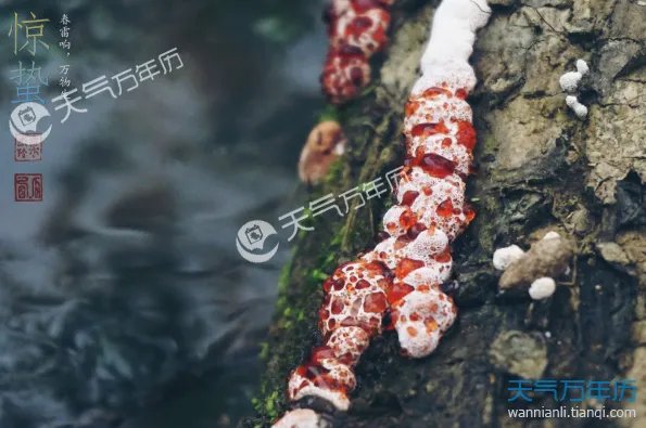 惊蛰的拼音是什么