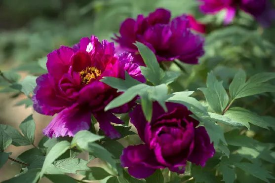 花开富贵的意思