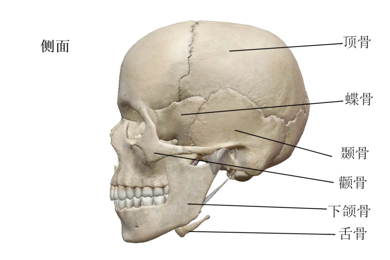 人体头部结构图及名称