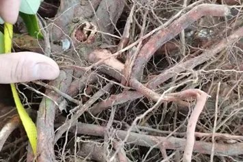 枕头草的功效与作用