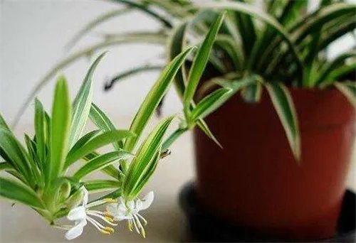 去除装修异味方法  四种去除装修异味的常见方法