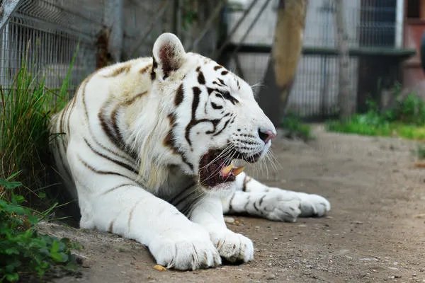 2010年是虎年吗 2010年属虎的是什么命