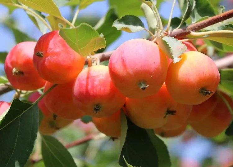 海棠果的功效与作用