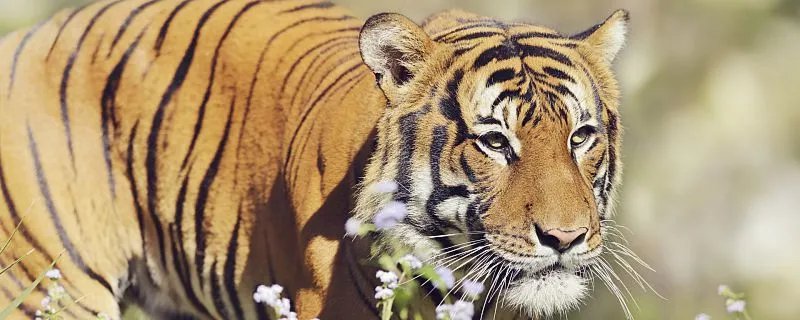 2022年虎本命年的大忌 2022年属虎本命年的禁忌有哪些