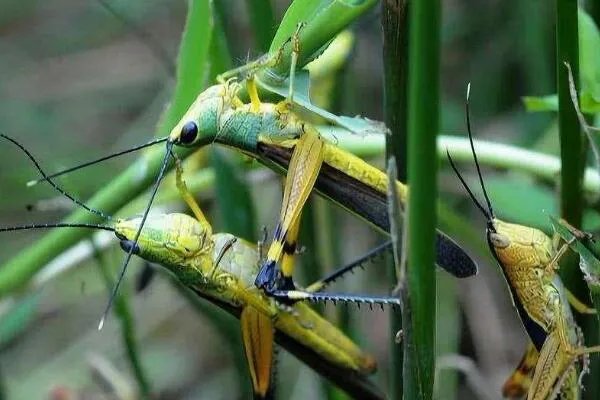 蝗灾时蝗虫真的吃人吗?会分泌苯乙腈气体(不会吃人)