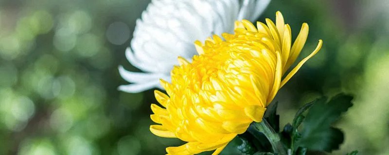 不是花中偏爱菊原文及翻译 不是花中偏爱菊此花开尽更无花选自哪首诗