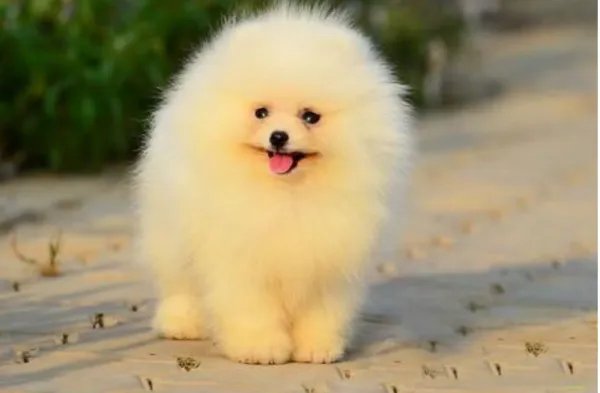 银狐和白博美的区别