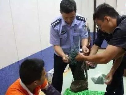 世界上最珍稀的猴子——食蟹猴