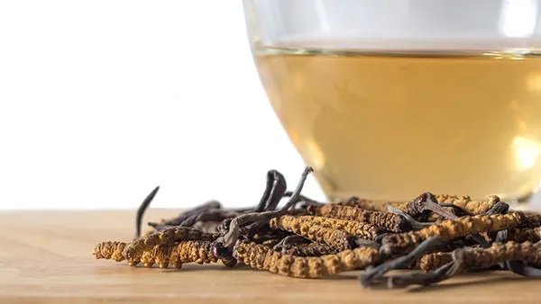 冬虫夏草到底是什么