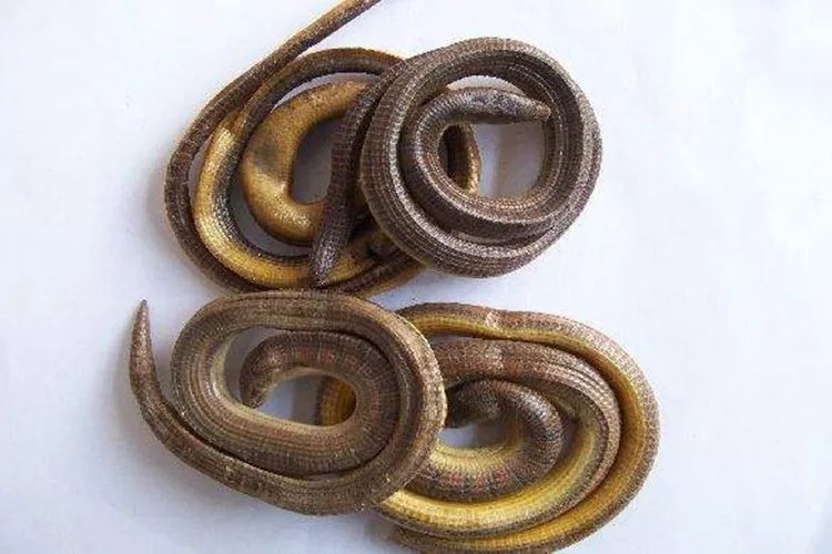 地龙草药图片大全