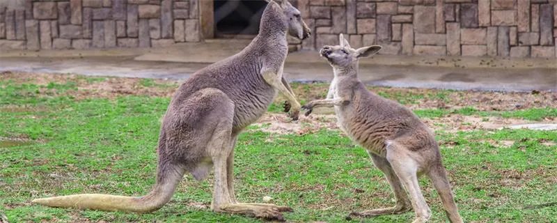 袋鼠的尾巴有什么作用 袋鼠的尾巴起到什么作用