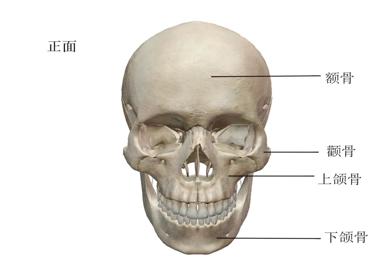 人体头部结构图及名称