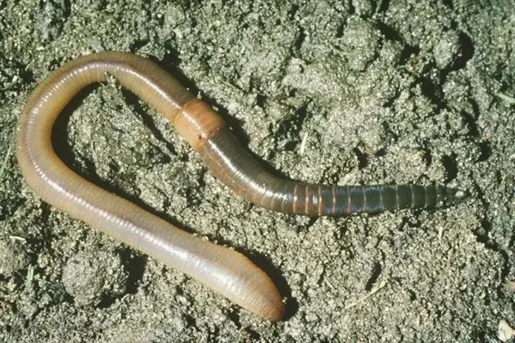 地龙草药图片大全