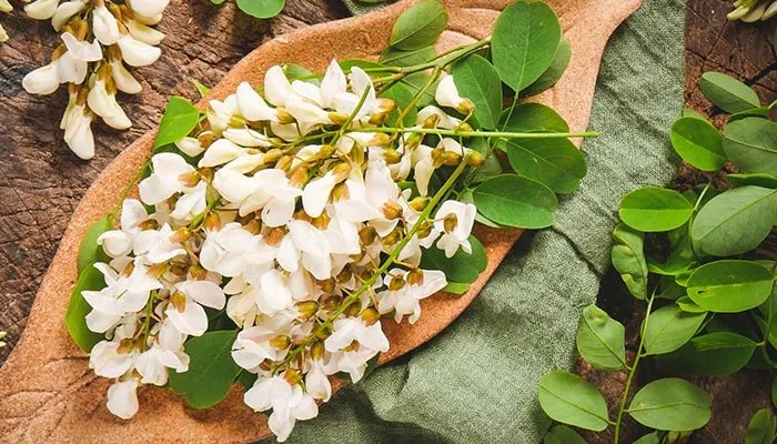 槐花几月开 槐花几月开花