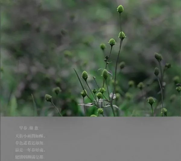 草色遥看近却无.上一句