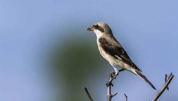 益虫和益鸟的种类有哪些 常见益虫介绍