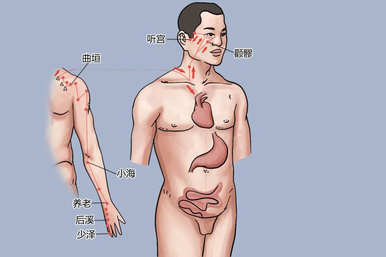 经络十二经脉图解