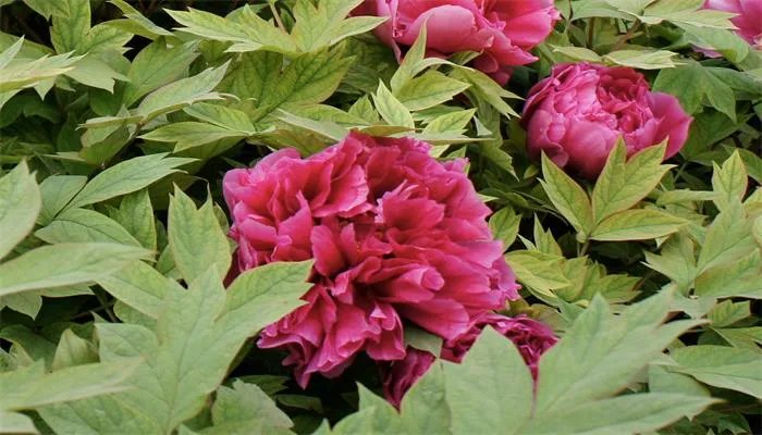 牡丹花怎么养 牡丹花的养殖方法