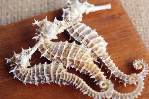 小海马的功效与作用