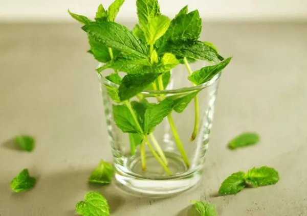 薄荷的英文名称是?