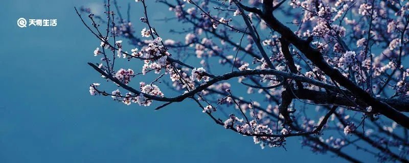 零落成泥碾作尘出自