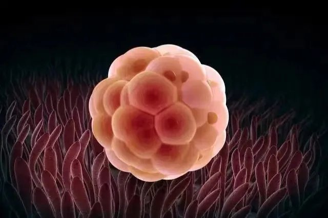 排出的卵子什么样图片