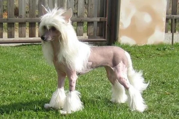 世界上最小的狗前十名 博美犬上榜，第一身高仅有15厘米左右