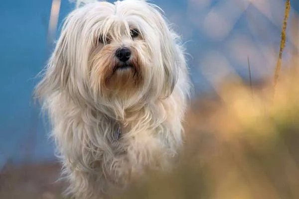 世界十大最小的狗 最小吉娃娃体重仅有1公斤左右