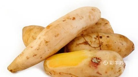 天山雪莲果功效与作用