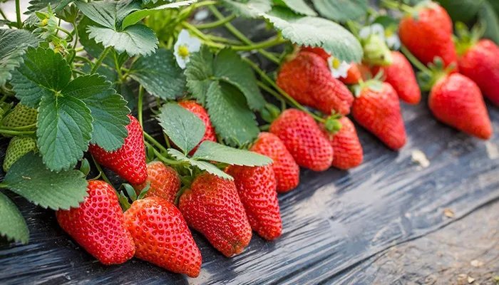 平度特产有哪些 平度有哪些特产