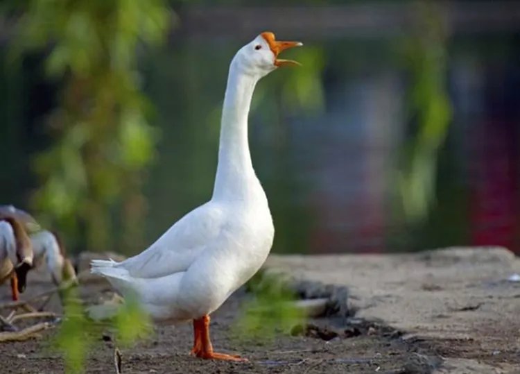 鹅的功效与作用