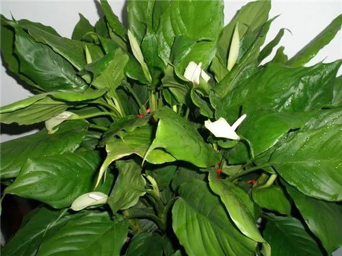 万年青开花好吗 万年青开花代表什么