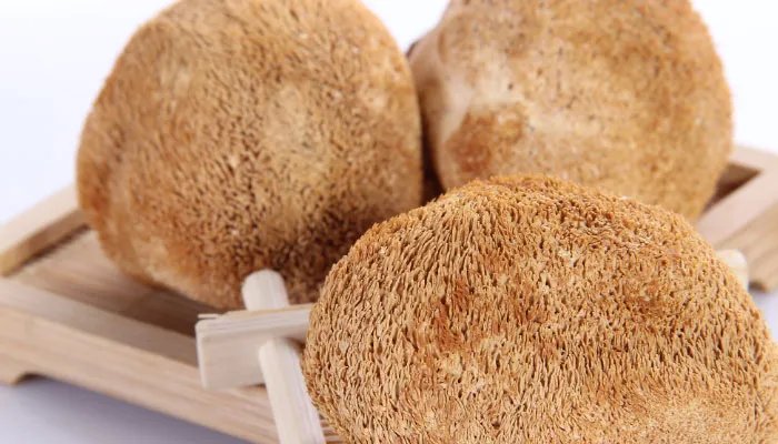 猴头菇的产地 猴头菇的产地在哪里