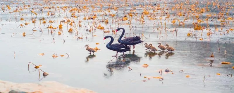 黑天鹅的寓意及象征 黑天鹅的寓意及象征是什么