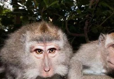 世界上最珍稀的猴子——食蟹猴