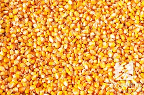 老玉米煮多长时间？