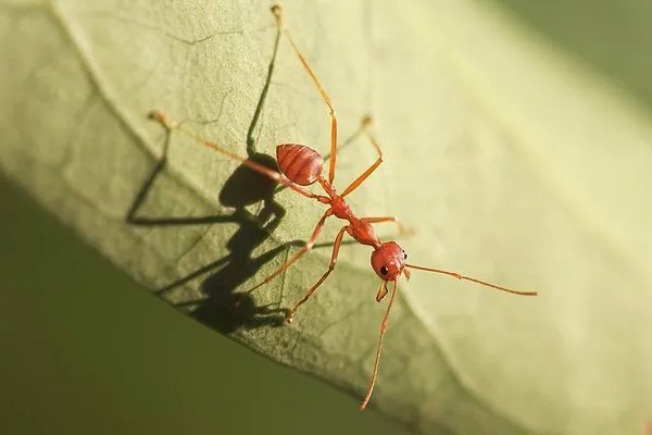 怎么消灭蚂蚁最有效的办法