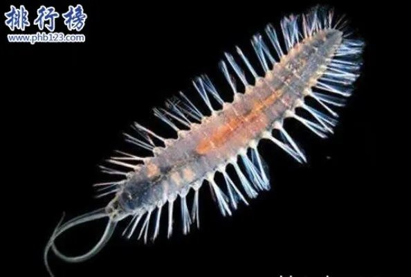 世界上最恶心的动物：蛀船虫，长达3米的巨型毛虫