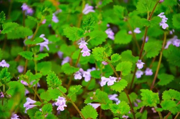 五香草的功效与主治