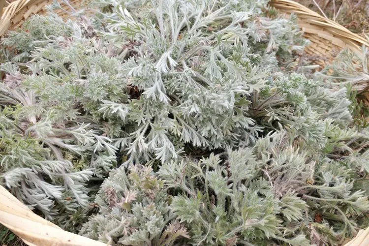 白蒿图片大全药用价值