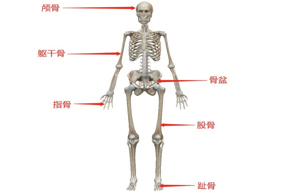 骨骼构成图片